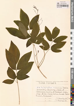 MAG 0017455