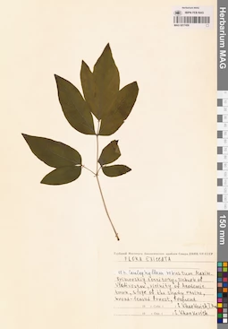 MAG 0017456