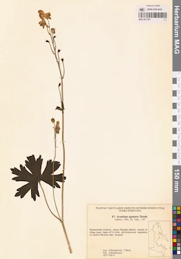 MAG 0017457