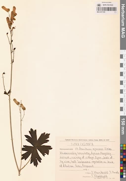 MAG 0017458