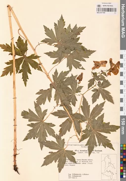 MAG 0017459