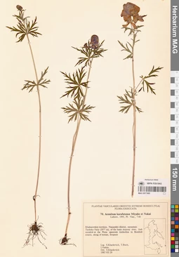 MAG 0017460