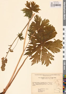 MAG 0017461