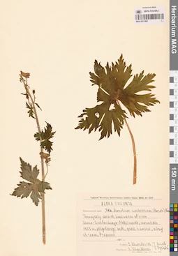 MAG 0017462