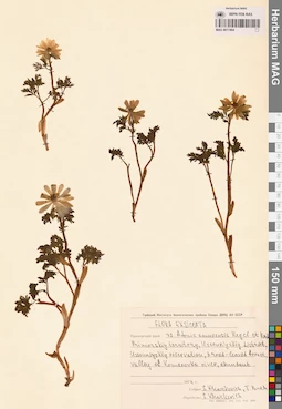 MAG 0017464