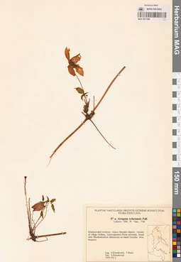 MAG 0017468