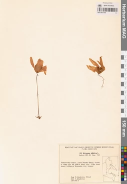 MAG 0017470
