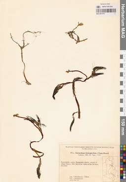 MAG 0017472