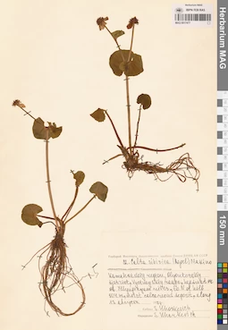 MAG 0017477