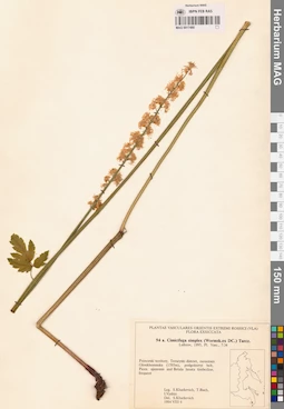 MAG 0017480