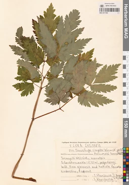 MAG 0017482