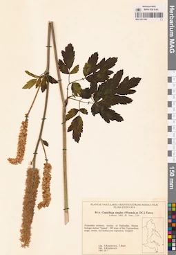 MAG 0017483