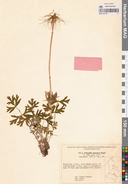MAG 0017487