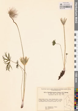 MAG 0017490