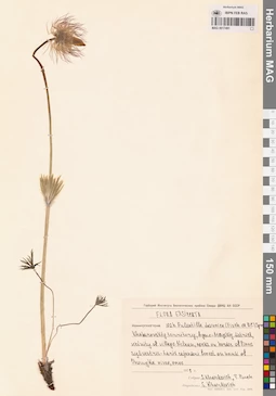 MAG 0017491