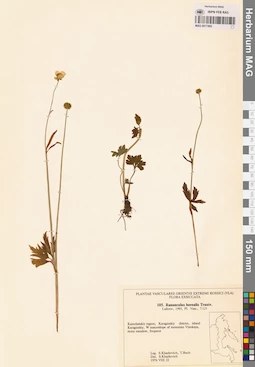 MAG 0017492