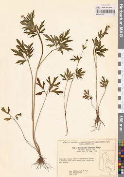 MAG 0017493