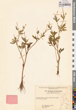 MAG 0017494