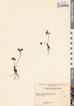 MAG 0017495