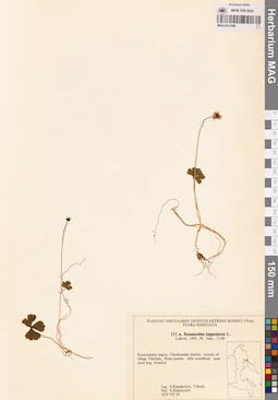 MAG 0017499