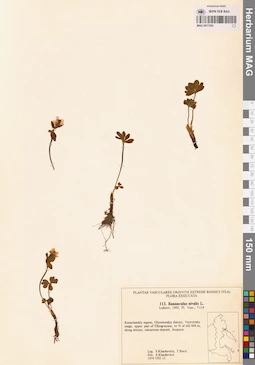 MAG 0017502