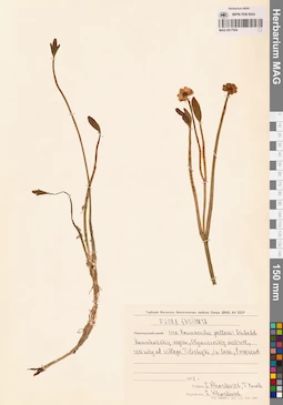 MAG 0017504
