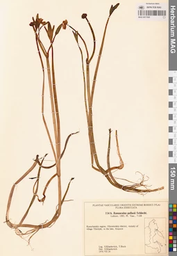 MAG 0017505