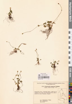 MAG 0017508