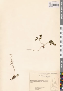 MAG 0017513