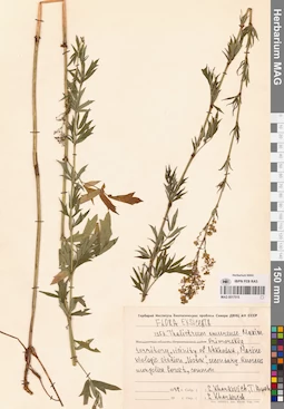 MAG 0017515