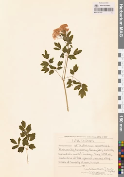 MAG 0017518