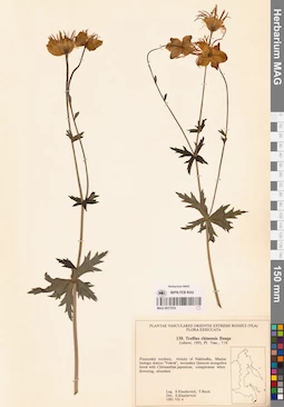 MAG 0017519