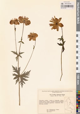 MAG 0017520