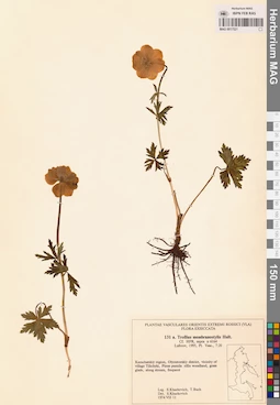 MAG 0017521