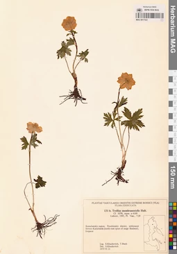 MAG 0017522
