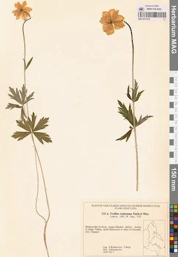 MAG 0017523