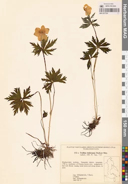 MAG 0017524