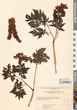 MAG 0017525