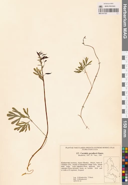 MAG 0017527