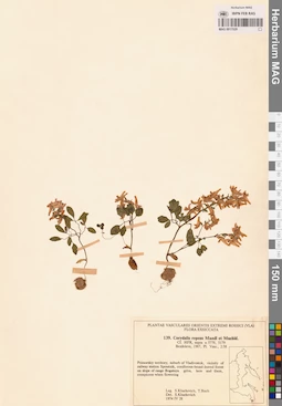 MAG 0017529