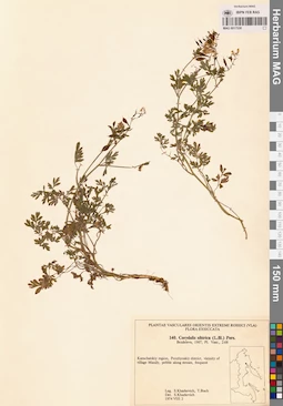 MAG 0017530