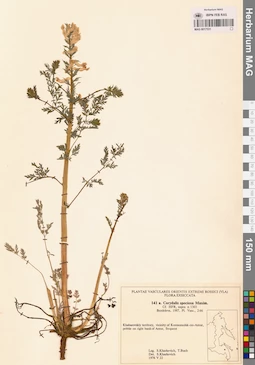 MAG 0017531