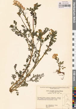 MAG 0017533