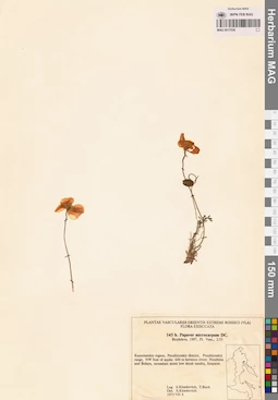 MAG 0017538