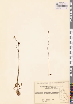 MAG 0017542