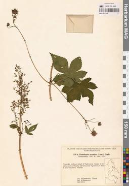 MAG 0017546