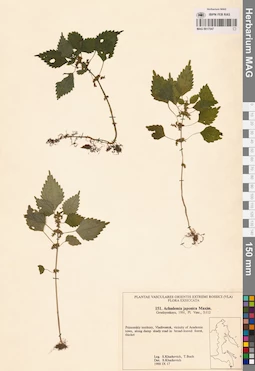 MAG 0017547