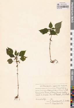 MAG 0017548