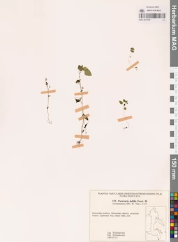 MAG 0017549