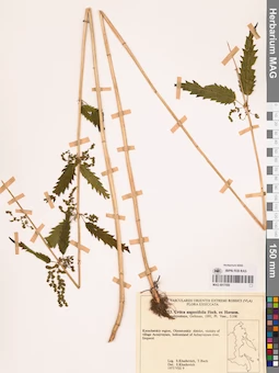 MAG 0017550